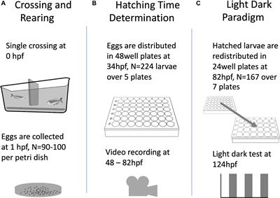 Detailed Analysis of Zebrafish Larval Behaviour in the Light Dark Challenge Assay Shows That Diel Hatching Time Determines Individual Variation